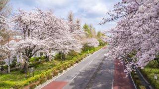 東京多摩地域の国立市の婚活事情と結婚相談所選びのポイント